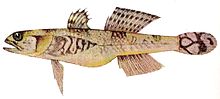 Schismatogobius insignus (Herre, 1927).jpg