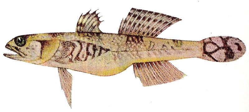 File:Schismatogobius insignus (Herre, 1927).jpg