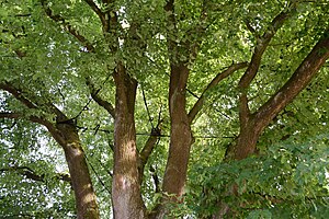 Schleswig-Holstein, Hohenlockstedt, Naturdenkmal NIK 6844.JPG