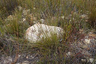 <i>Schoenus bracteosus</i> Species of grass-like plant