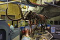 View of mastodon fossil exhibit