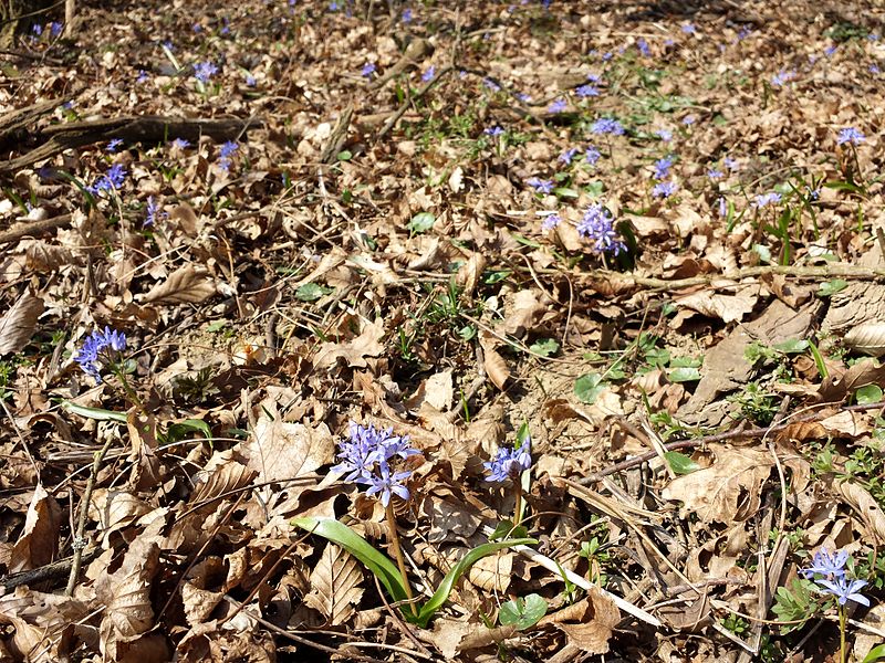 File:Scilla spetana sl16.jpg