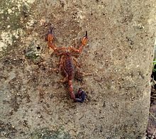 Juveniele schorpioen gevonden in Bakamuna, Sri Lanka - close-up.jpg