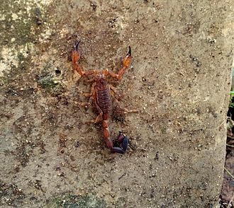 Isometrus besucheti Scorpion juvenile found from Bakamuna, Sri Lanka - closer look.jpg