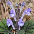 Scutellaria laeteviolacea