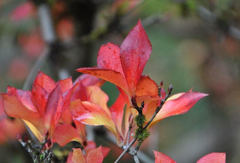 File:Seattle Japanese garden 2011 10.jpg