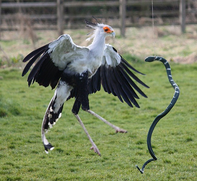 File:Secretary Bird - Madaline Kicks - Sagittarius serpentarius (3385511535).jpg