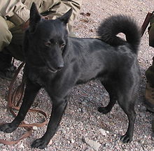 Seskar Seal Dog httpsuploadwikimediaorgwikipediacommonsthu