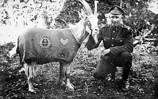 <span class="mw-page-title-main">Sergeant Bill</span> Canadian goat.