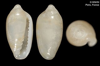 <i>Serrata pupoides</i> Species of gastropod