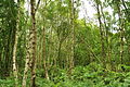 Sherwood Forest (9579).jpg