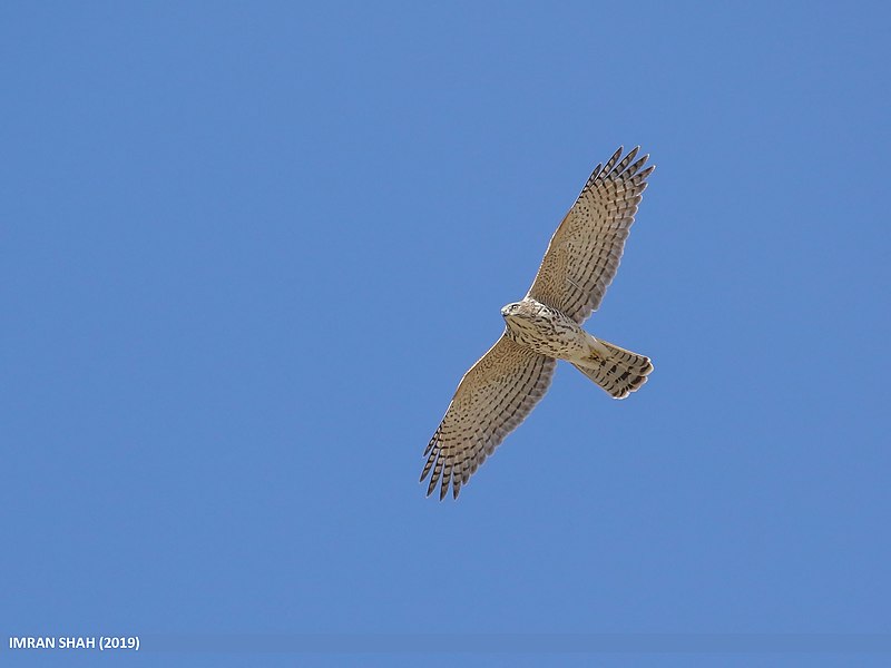 File:Shikra (Accipiter badius) (49048624328).jpg