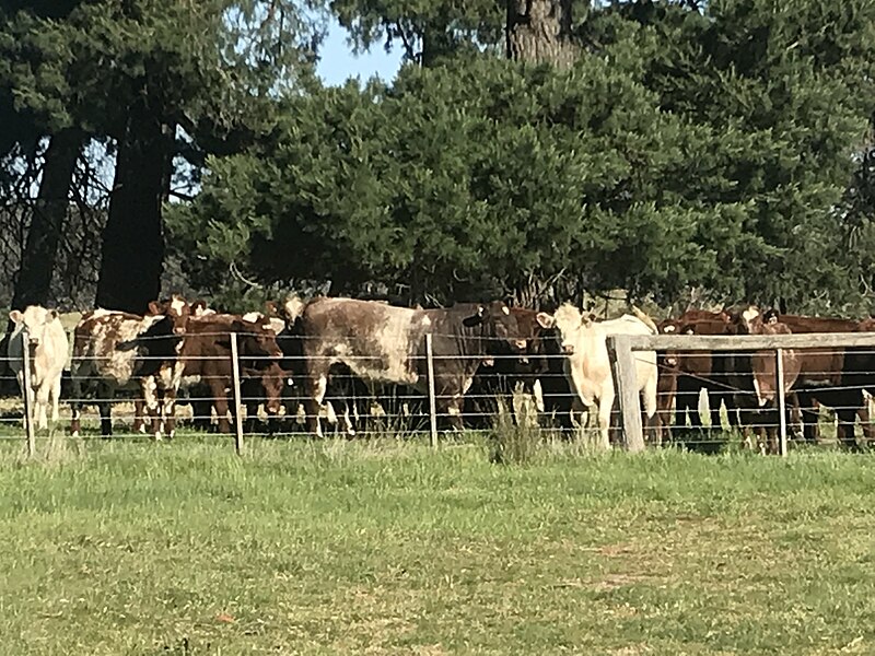 File:Shorthorn bull & heifers 1.jpg