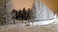 Siberian Pine grove Koryazhma 2018 (08).jpg