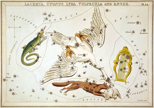 Cygnus as depicted in Urania's Mirror, a set of constellation cards published in London c.1825. Surrounding it are Lacerta, Vulpecula and Lyra.