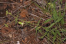 Silene campanulata 4618.JPG 