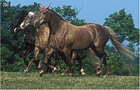 Лошадь Скалистых гор — Википедия