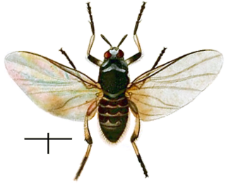 <i>Simulium</i> Genus of flies