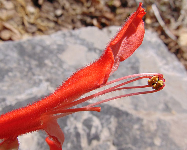 File:Sinningia cardinalis cut flower.jpg