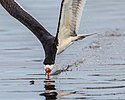 Skimming Close-up (18032872672) .jpg