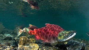 Sockeye salmon swimming right.jpg