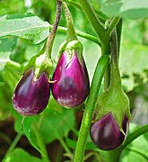 Solanum melongena fruit in plant