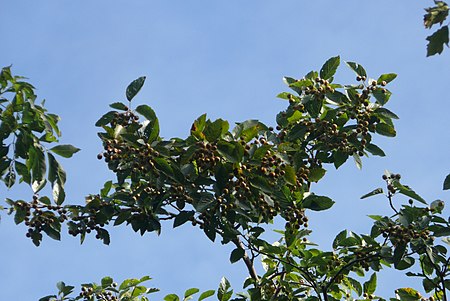 Sorbus parumlobata