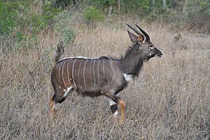 Nyala