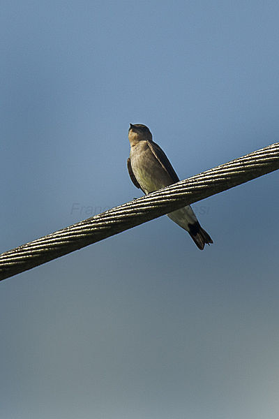 File:Southern Rough-winged Swallow - Panama MG 2127 (16772290247).jpg