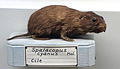 Spalacopus cyanus - Museo Civico di Storia Naturale Giacomo Doria - Genoa, Italy - DSC02864.JPG