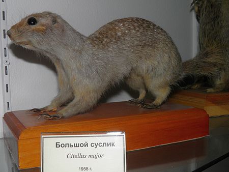 Spermophilus major