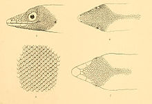 Sphaerodactylus argus 02-Barbour 1921.jpg