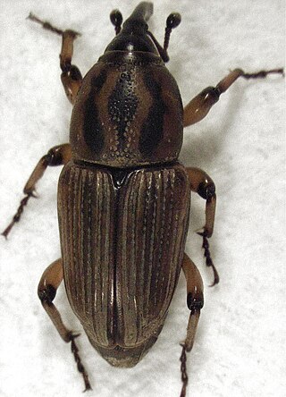 <i>Sphenophorus brunnipennis</i> Species of beetle