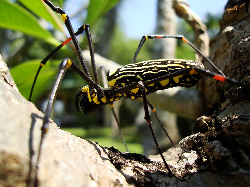 File:Spider-Golden-Orb-weavers-Nephila-female-Philippines-Mar-2009-33.JPG