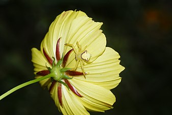 Crab spider