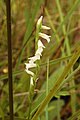 Spiranthes aestivalis