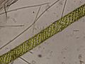 Un filament de spirogyre