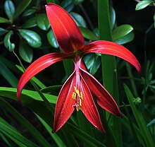 Sprekelia formosissima 1.jpg