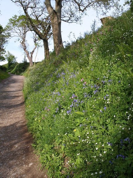 File:Spring flowers on Bourton Lane - geograph.org.uk - 804026.jpg