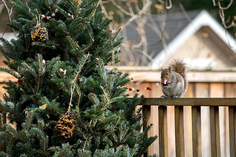 File:Squirrel eating popcorn and cranberry garland off Christmas tree.jpg