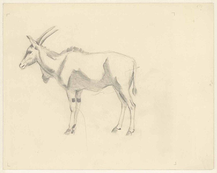 File:Staande eland - antiloop in Artis, objectnr TA 37949.jpg