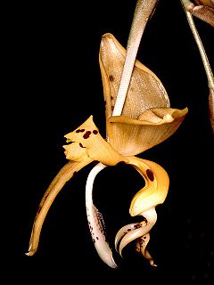 <i>Stanhopea jenischiana</i> Species of orchid