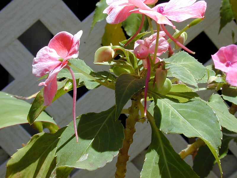 File:Starr 030418-0106 Impatiens walleriana.jpg