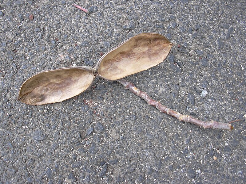 File:Starr 030612-0079 Plumeria rubra.jpg