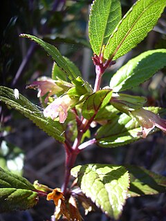 <i>Stenogyne</i> Genus of flowering plants