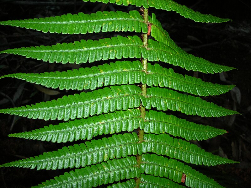 File:Starr 041211-1322 Dryopteris wallichiana.jpg