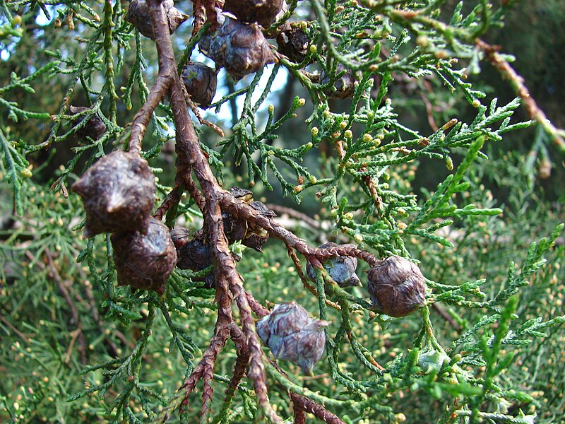 File:Starr 061225-2938 Cupressus lusitanica.jpg