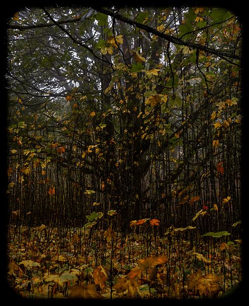 File:Staying Still 1 - Late Autumn At The Fairy Tree.jpg