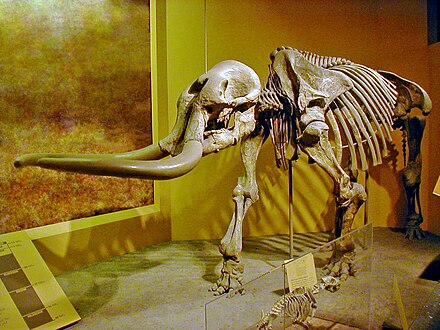 Stegomastodon