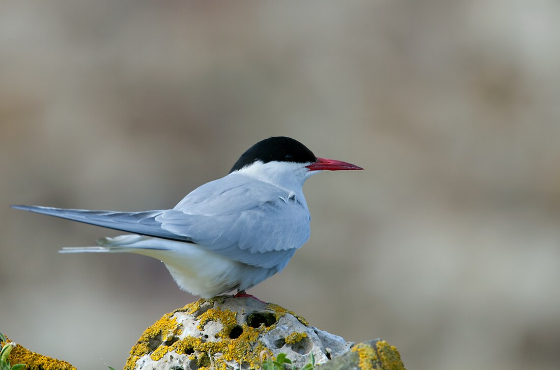 Sterna paradisaea